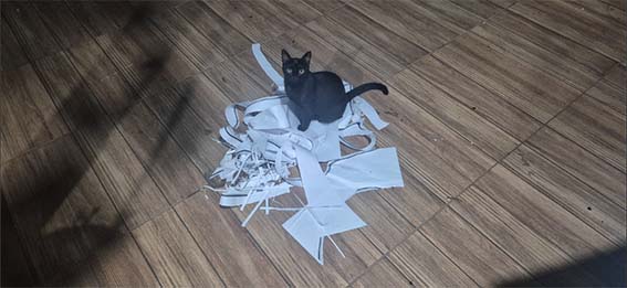 montagem_lambe-lambe (2).jpg