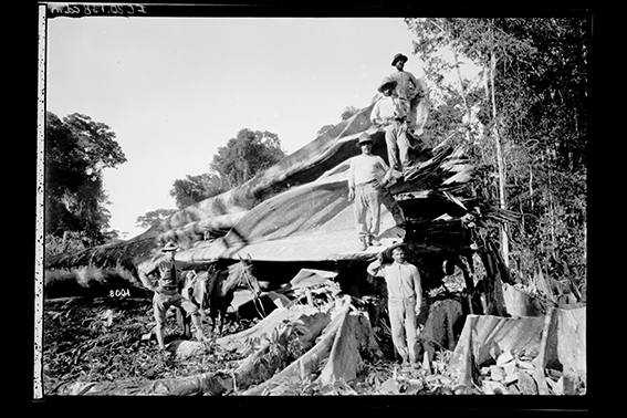1008 - Trabalhadores_Junto_à_Castanheira_Derrubada_para_a_Abertura_do_Traçado_da_Ferrovia_Madeira-Mamoré_-_,_Acervo_do_Museu_Paulista_da_USP.jpg