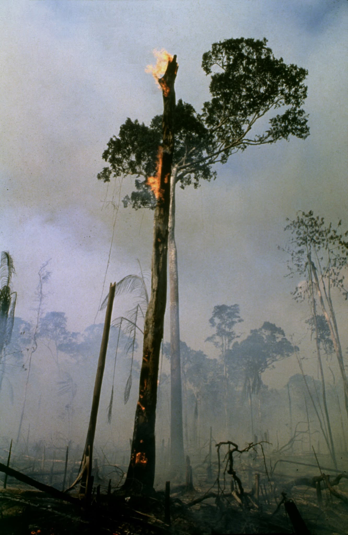 Queimada em Cerejeiras Rondônia, 1981. Fotografia de Marcos Santilli©.jpg