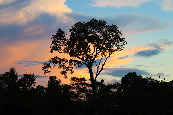 Nilson Santos (2018)_12.png