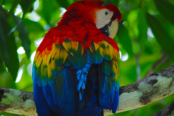 Nilson Santos (2018)_4.png