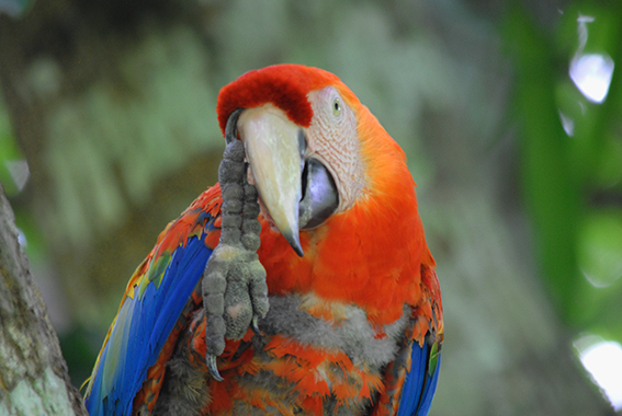 Nilson Santos (2018)_2.png