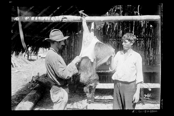 601 - Trabalhadores_Limpam_um_Porco_do_Mato_-_,_Acervo_do_Museu_Paulista_da_USP.jpg