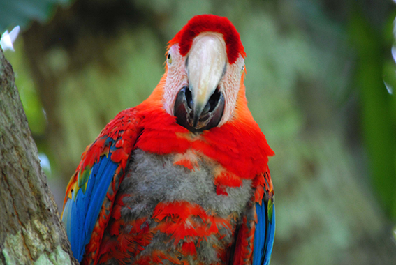 Nilson Santos (2018)_3.png