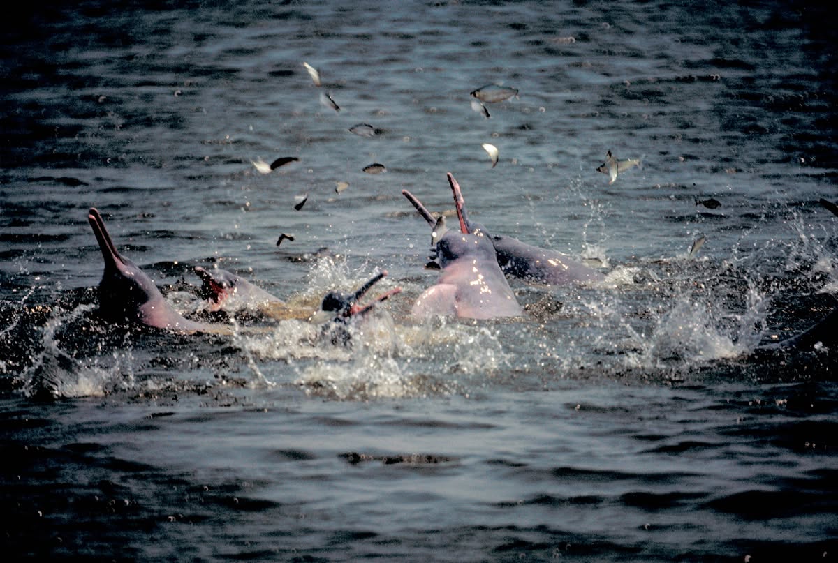 Botos pescando num cardume no Rio Guaporé. Fotografia de Marcos Santilli©1981.jpg