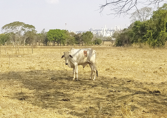 boi2 - Rubens Pileggi.jpg