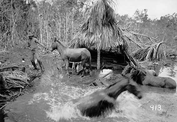 913 - Animais_em_Terreno_Inundado_Pelo_Rio_Madeira_-_,_Acervo_do_Museu_Paulista_da_USP_(cropped).jpg