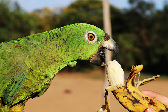 Nilson Santos (2018)_33.png